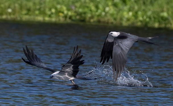 A beautiful shot of Swallow-tailed kites flying over the water surface - Zdjęcie, obraz