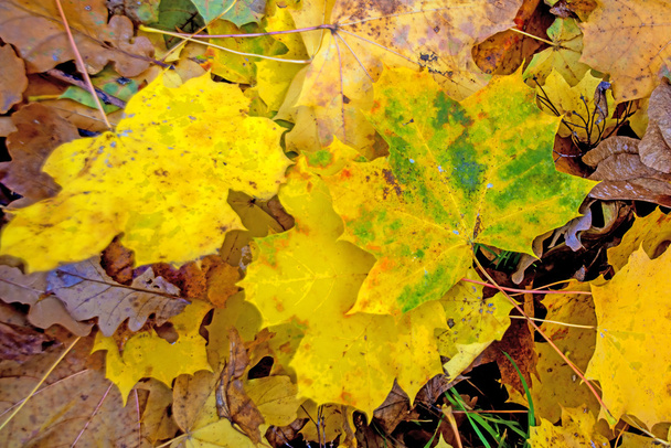 Sycamore esdoorn bladeren - Foto, afbeelding