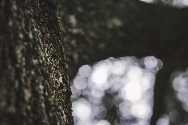 A closeup of dark tree bark on white bokeh background - Foto, immagini