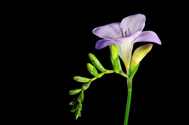 Flor de freesia púrpura
 - Foto, imagen