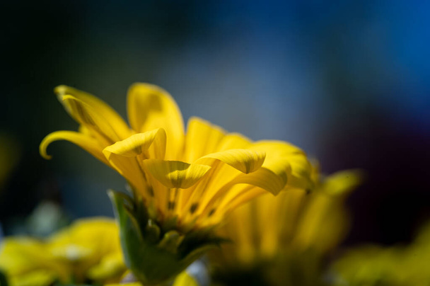 macro of colorful flowers in the middle of a blurry field - Zdjęcie, obraz