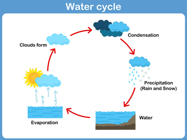 Ciclo vectorial de agua para niños
 - Vector, Imagen