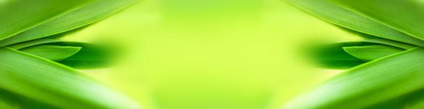 розмите листя природа літнього зеленого листя рослина натурального зеленого листя, що використовується як абстрактний фон шпалер
 - Фото, зображення