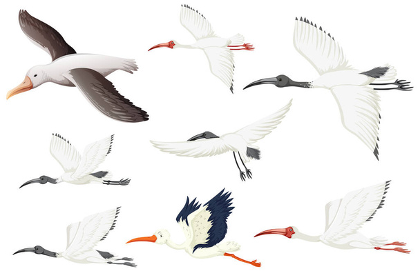 Set of different white birds illustration - Vector, Image