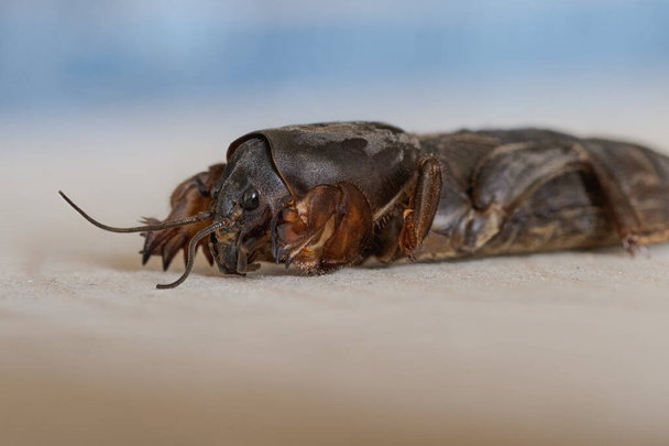 Extreme macro photo of the head of a European mole cricket - Fotoğraf, Görsel