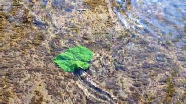 Water flows over surface and green leaf of old stone overgrown with muloi and silt on sunny day. Ripples on surface of water surface. Water flow. Natural abstract background. Concept eco environment - Video, Çekim
