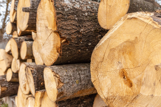 Mucchio di legno tronchi di stoccaggio per l'industria. tronchi impilati di legno fuoco texture background.Selective fuoco. - Foto, immagini