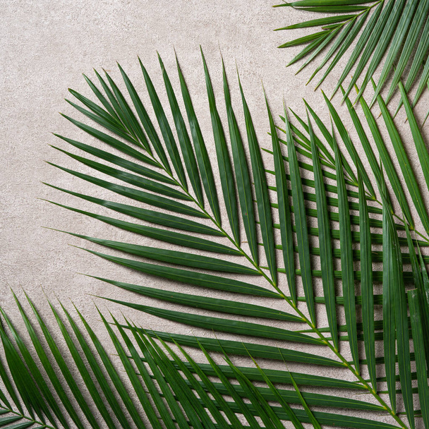 Top view of tropical palm leaves branch isolated on dark gray background with copy space. - Фото, зображення