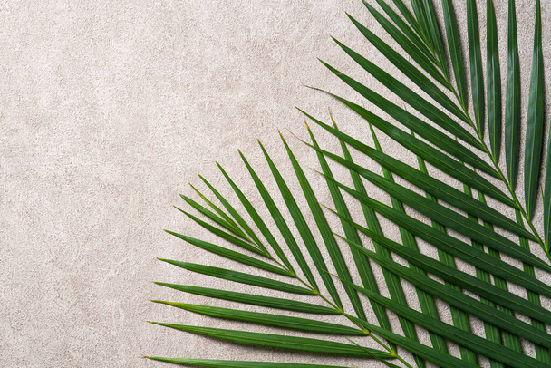 Top view of tropical palm leaves branch isolated on dark gray background with copy space. - Fotografie, Obrázek