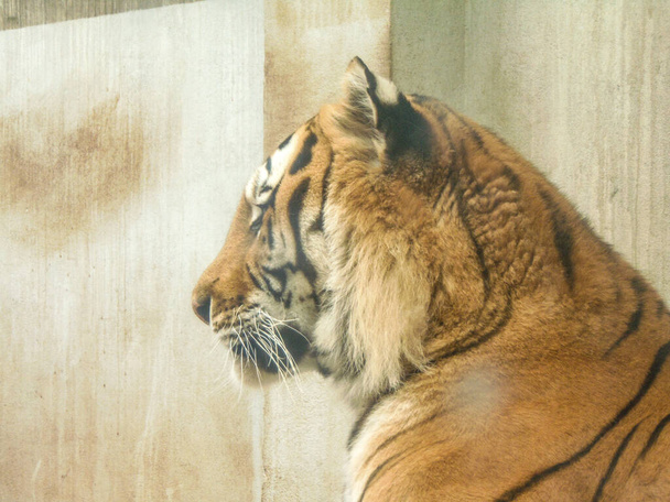 Siperian tiikeri Oradean eläintarhassa, Romaniassa. Kissat - Valokuva, kuva