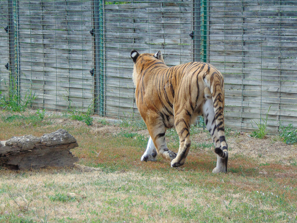 Tigre de Sibérie au zoo d'Oradea, Roumanie. Féline - Photo, image