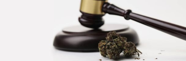Close-up of cannabis herb buds and gavel as symbol of legalization of marijuana. Legal use of hemp in medicine, smoke for health. Cbd, herb, weed concept - Photo, Image