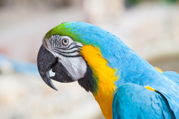 colorful macaw - Foto, Imagem