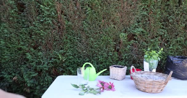 Donna matura guardando fiori viola contro un cespuglio verde sullo sfondo. Tavolo da lavoro da giardino con vasi di vimini, vaso di vetro, annaffiatoio in plastica verde e piante su una superficie bianca - Filmati, video
