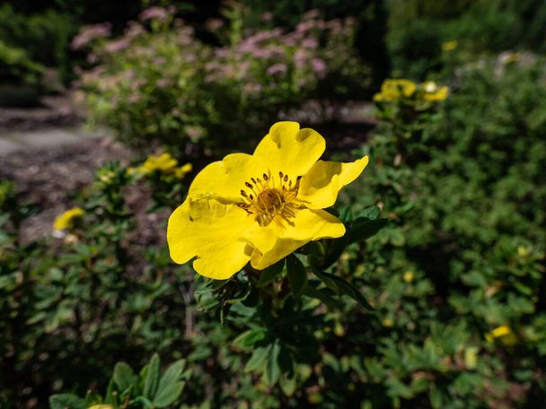 A "Dart 's Golddigger" kompakt, lombhullató cserje fenyőlevelekkel és csészealj alakú, élénk sárga virágokkal, amelyek nyár elejétől őszig virágoznak. - Fotó, kép