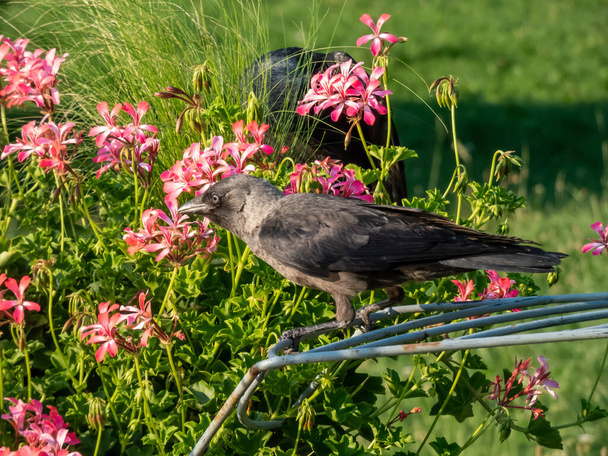 Close-up of the Juvenile of the Western jackdaw or European jackdaw - Coloeus monedula - with black and grey plumage standing on the metal flower stand among pink flowers - Photo, Image