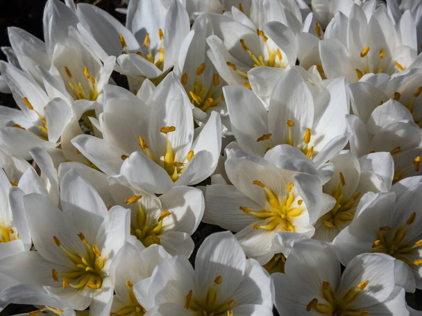 Bahar çiçekli bitkinin (Colchicum szovitsii) tam çiçek açmış beyaz çiçeklerle yakın plan çekimi ilkbaharın başlarında parlak güneş ışığında bahçede büyür. Bahar çiçeği manzarası - Fotoğraf, Görsel