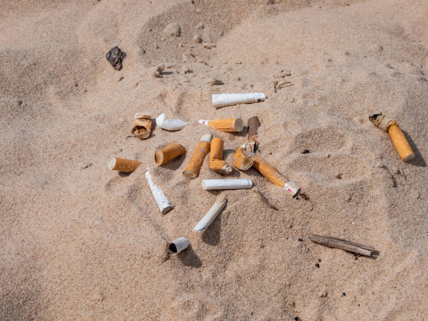 Купа недопалків у пляжному піску, зібраних під час чищення на узбережжі Балтійського моря, як токсичне пластикове забруднення. Найбільше у світі засмічених речей. Профілактика, захист навколишнього середовища - Фото, зображення