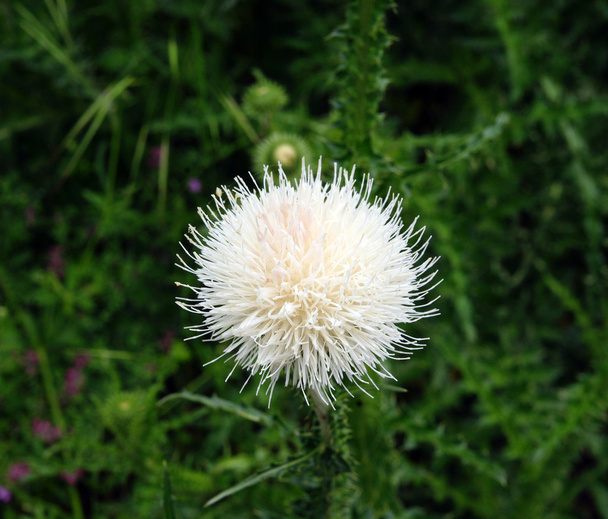 White blossoming thistle  - Photo, Image