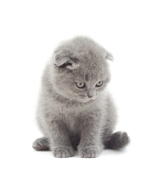 British lop-eared kitten funny looking down on a white backgroun - Фото, изображение