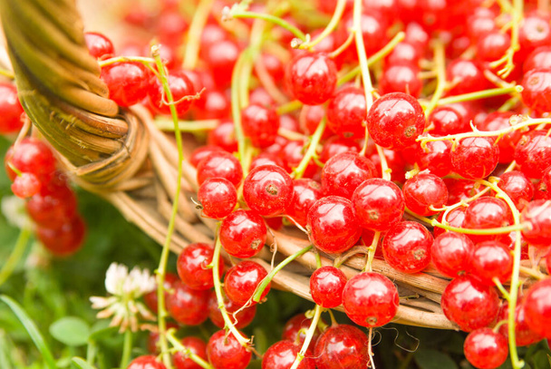 свіжі стиглі ягоди червоної смородини
  - Фото, зображення