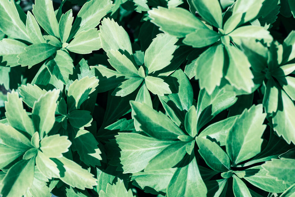 Pachysandra terminalis, Japanese Pachysandra green leaves. Natural background. - Valokuva, kuva