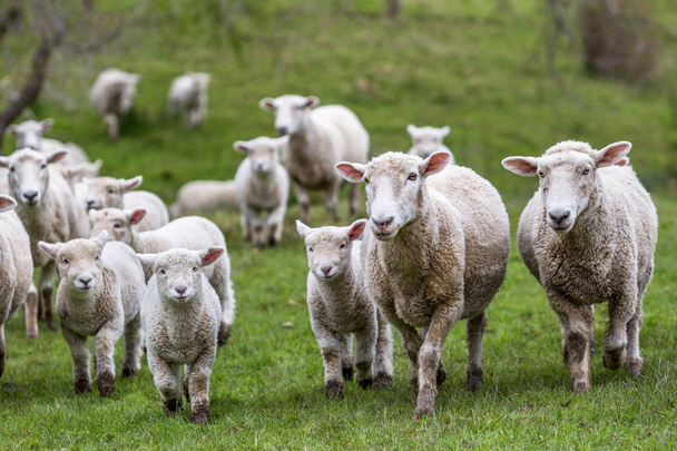 Πρόβατα αρνιά - Φωτογραφία, εικόνα