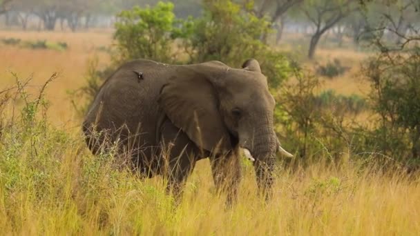 Lento movimiento del elefante con colmillo cortado en matorral de pradera africana. Imágenes HD de alta calidad - Imágenes, Vídeo