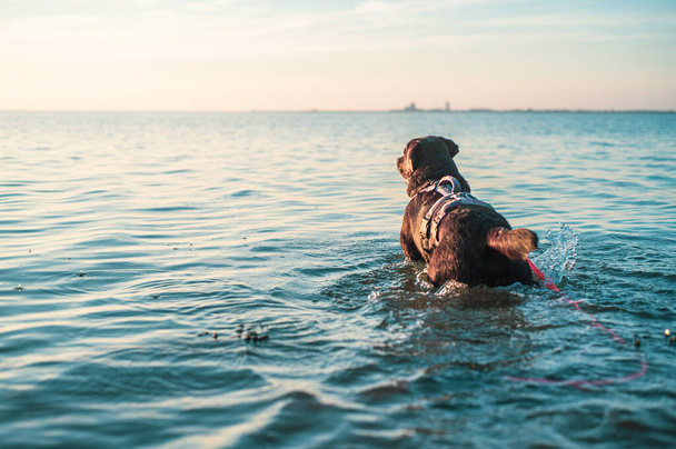 Dog standing in the ocean. High quality photo - Fotó, kép