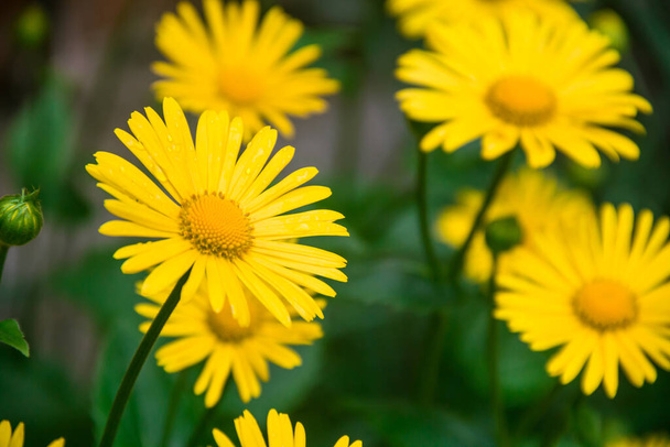 Doronicum is poisonous. Photo of nature. Wild nature. Nature in the forest. Yellow flowers. - Photo, Image