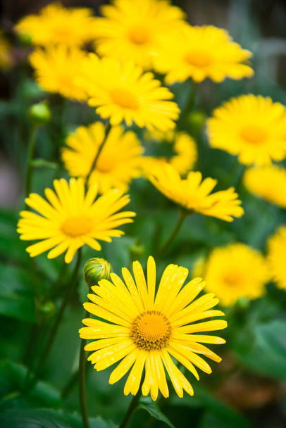 Doronicum ist giftig. Foto der Natur. Wilde Natur. Natur im Wald. Gelbe Blüten. - Foto, Bild