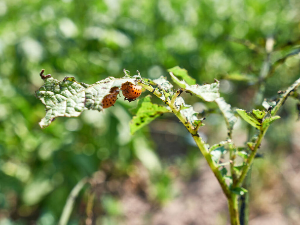 Colorado beetles completely destroyed the leaves on the top of the potatoes. Pest control of agricultural plants. - Fotó, kép