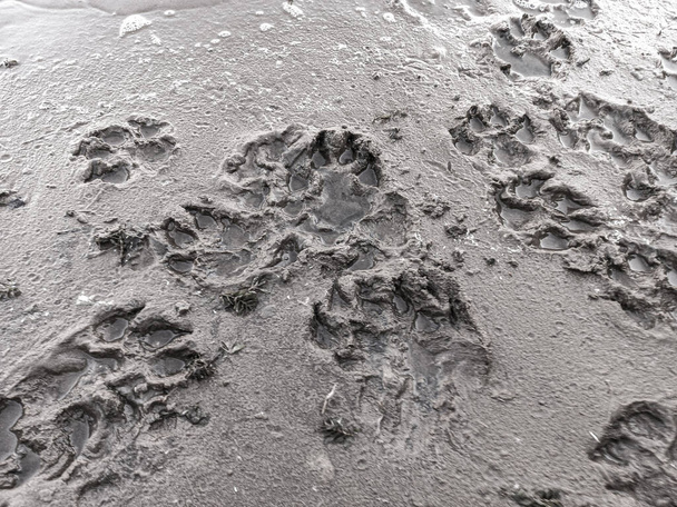 sand prints. paw and shoe prints. animal paw prints. human footprints. - Fotó, kép