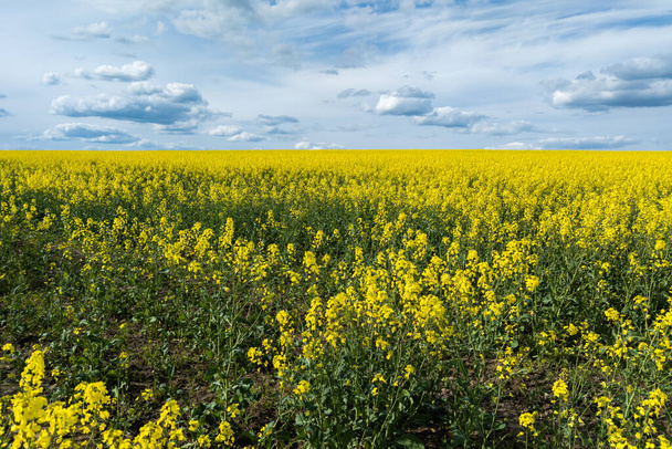 Kukkivat keltaiset rapsinsiemenet rypsikenttä ja blu taivas valkoiset pilvet - Valokuva, kuva