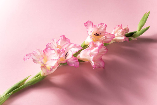 Pink blossom gladiolus on pink background, space for text - Fotografie, Obrázek