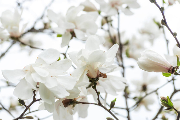 White magnolia flowers on tree on sky background. - Φωτογραφία, εικόνα