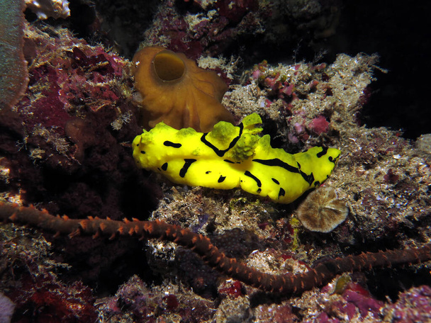 Minor Notodoris nudibranch also known as Banana nudibranch on corals Cebu Philippines - Foto, Imagem