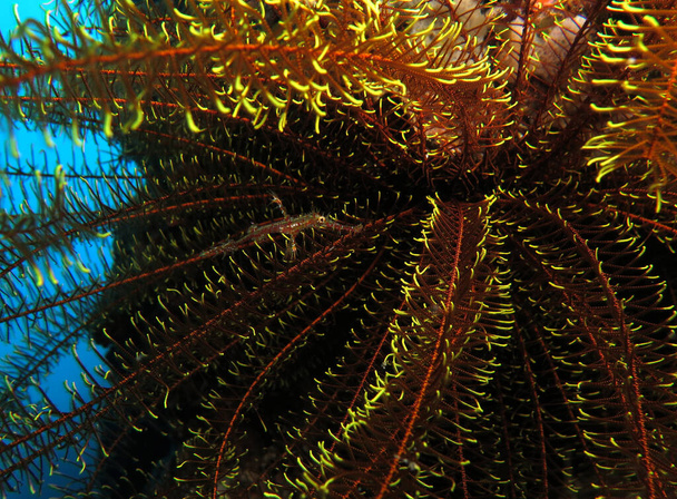 A yellow Ornate ghost pipefish camouflaged in a feather star Cebu Philippines - 写真・画像