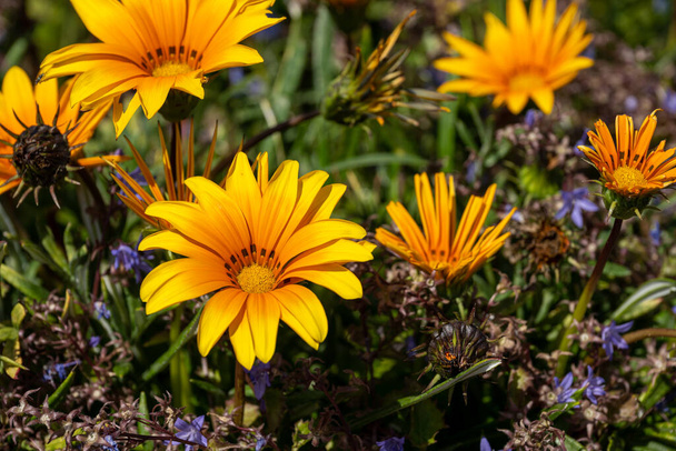 Afrikai Daisy, vagy kincses virágok. Élénk sárga és narancssárga Gazania rigens lágyszárú növény az Asteraceae család teljes virágban nyáron. - Fotó, kép