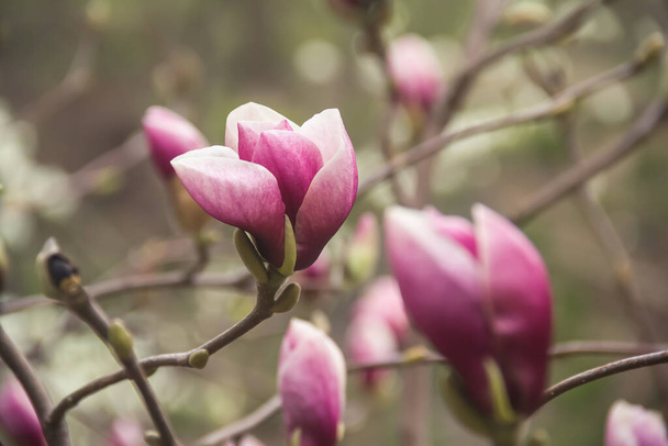 Closeup of magnolia flowers. Photo of nature. Blooming magnolia. - Фото, изображение
