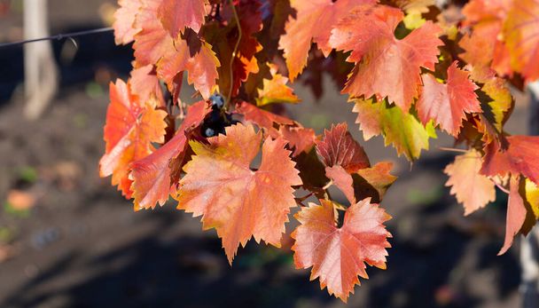 Winnice jesienią z czerwonymi liśćmi. Produkcja wina. Makrofotografia liścia pokrytego rosą. Skupienie selektywne. - Zdjęcie, obraz