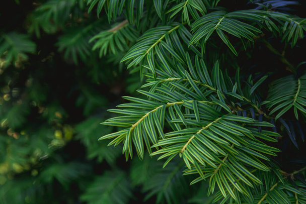 Branches of a yew plant on a dark background. Photo of nature. - Foto, Imagen