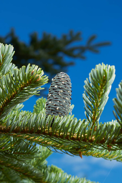 De Canadese sparren of kerstboom is een groenblijvende boom die tot de dennenfamilie behoort. Lichte jonge scheuten groeien op donkergroene oude takken. - Foto, afbeelding
