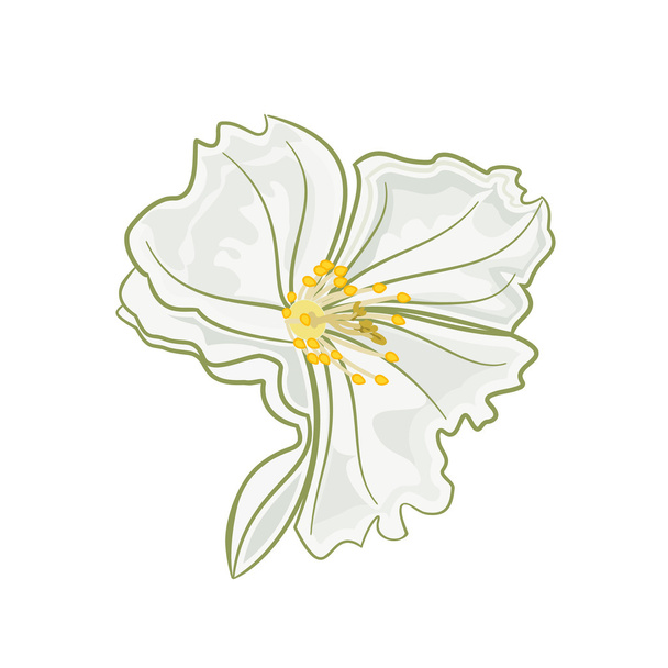Jasmine flower vector - Vector, Image