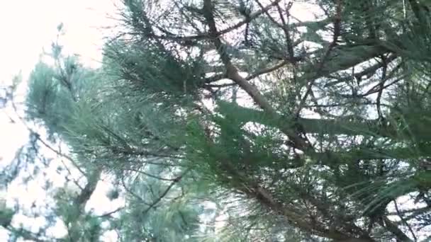 Green spruce forest in summer morning raindrops. Sun rays break through fresh pine branch after rain. Evergreen fir trees in clean dew drops. Sunbeam in summer forest nature. Ecology environment. - Footage, Video