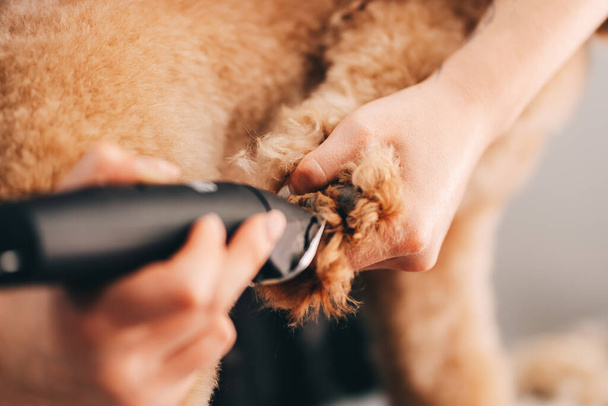 A groomer cuts a dogs paw. High quality photo - Фото, зображення