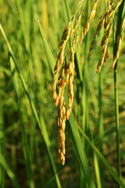 タイ米の種子 - 写真・画像