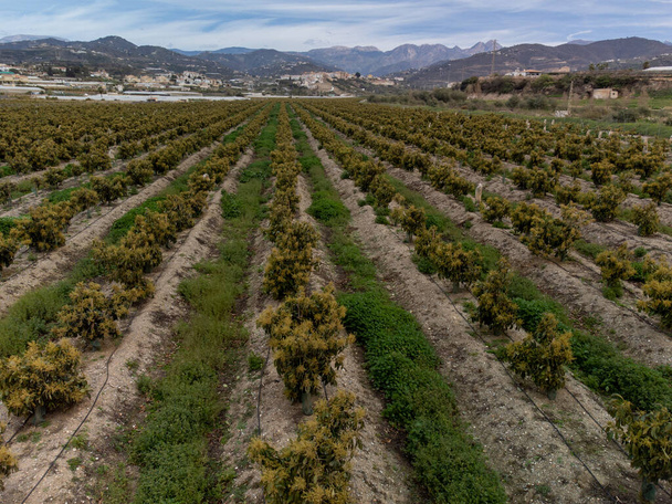 Luftaufnahme von Reihen immergrüner Avocadobäume auf Plantagen in Costa Tropical, Andalusien, Spanien. Anbau von Avocadofrüchten in Spanien. - Foto, Bild