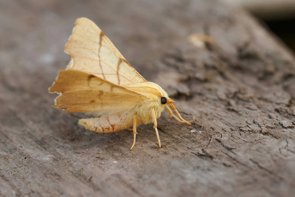 Closeup on a yellow September thorn geometer moth, Ennomos erosariasiting with open wings in the garden - Foto, Imagem