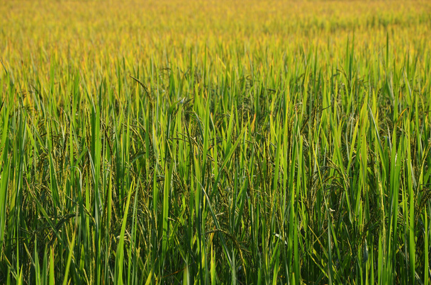 Πράσινο φόντο τομέα ρυζιού - Φωτογραφία, εικόνα
